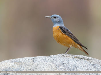 Rufous-tailed Rock-thrush (Monticola saxitilis) - image #461321 gratis